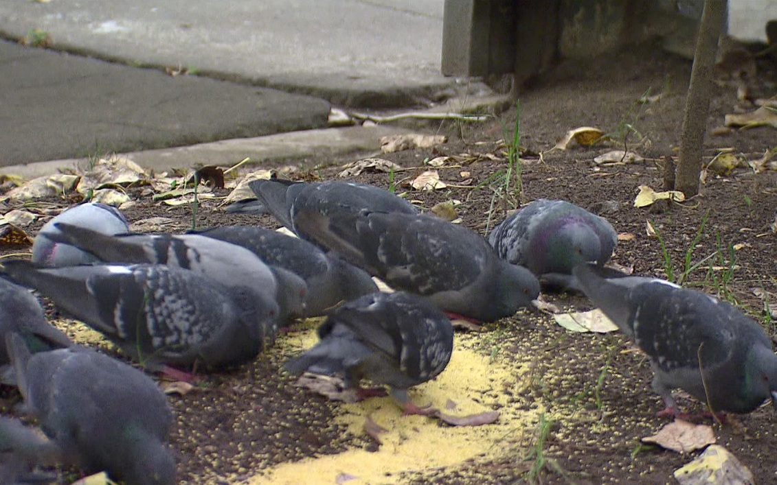 Штраф за голубей: как власть продолжает «наводить порядок» за счёт жителей