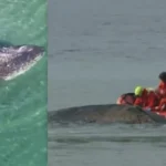 У берегов Германии спасли горбатого кита после нескольких дней операции