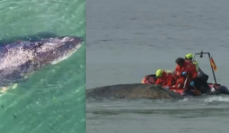 У берегов Германии спасли горбатого кита после нескольких дней операции