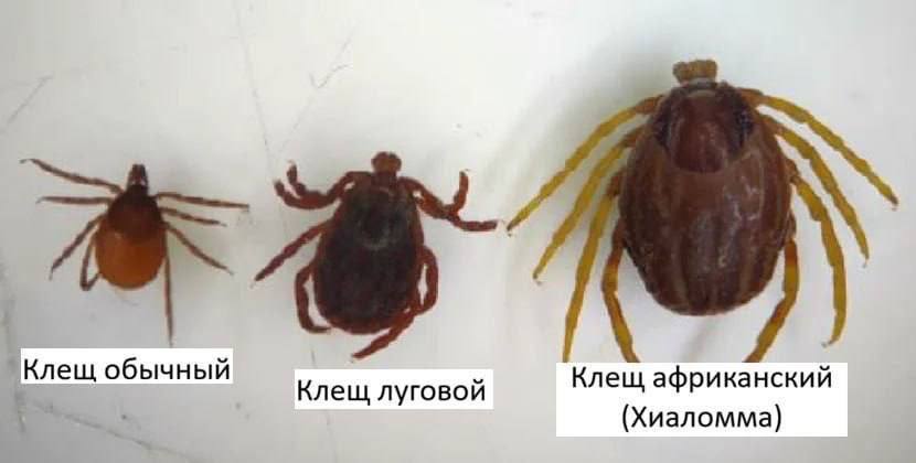 Клещи-мутанты захватывают Россию - привычная защита не помогает!