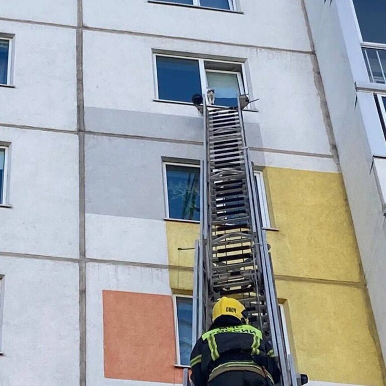 Владельцев котов просят не оставлять пластиковые окна открытыми при уходе из дома.