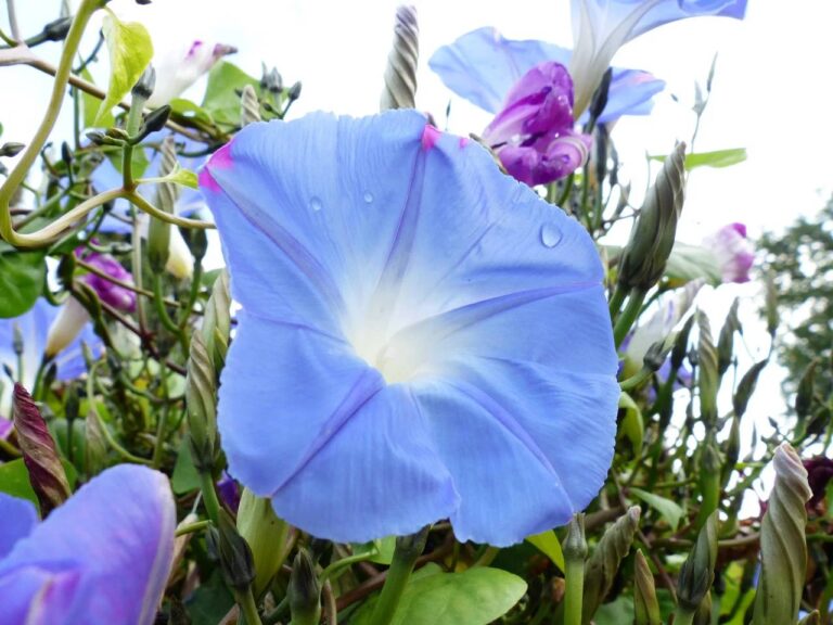 За выращивание некоторых популярных декоративных цветов на даче можно получить уголовный срок