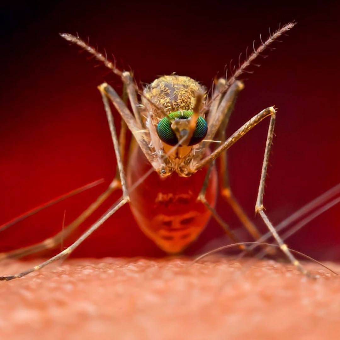 Комары стали чаще переносить опасных червей, которые живут в глазах и лёгких.