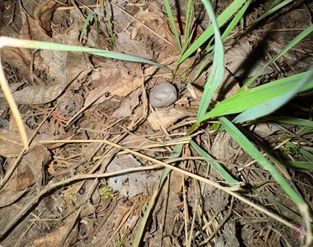 В Волгограде задержали подозреваемых в сбыте наркотиков: оборудовали тайники в районе