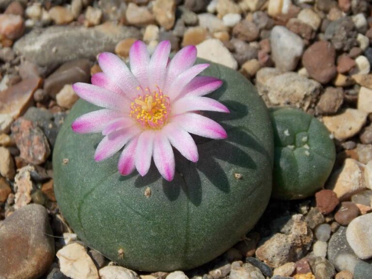 За «запрещённые» растения на даче могут наказать: от штрафа до уголовной статьи