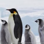 Массовое таяние льдов поставило существование императорских пингвинов на грань исчезновения.