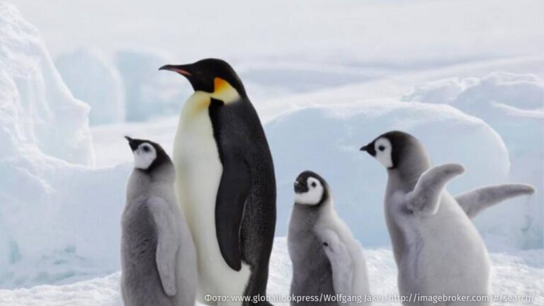 Массовое таяние льдов поставило существование императорских пингвинов на грань исчезновения.