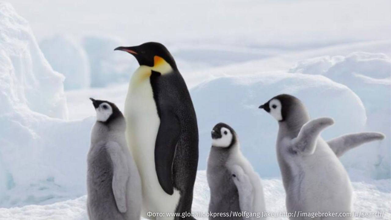 Массовое таяние льдов поставило существование императорских пингвинов на грань исчезновения.