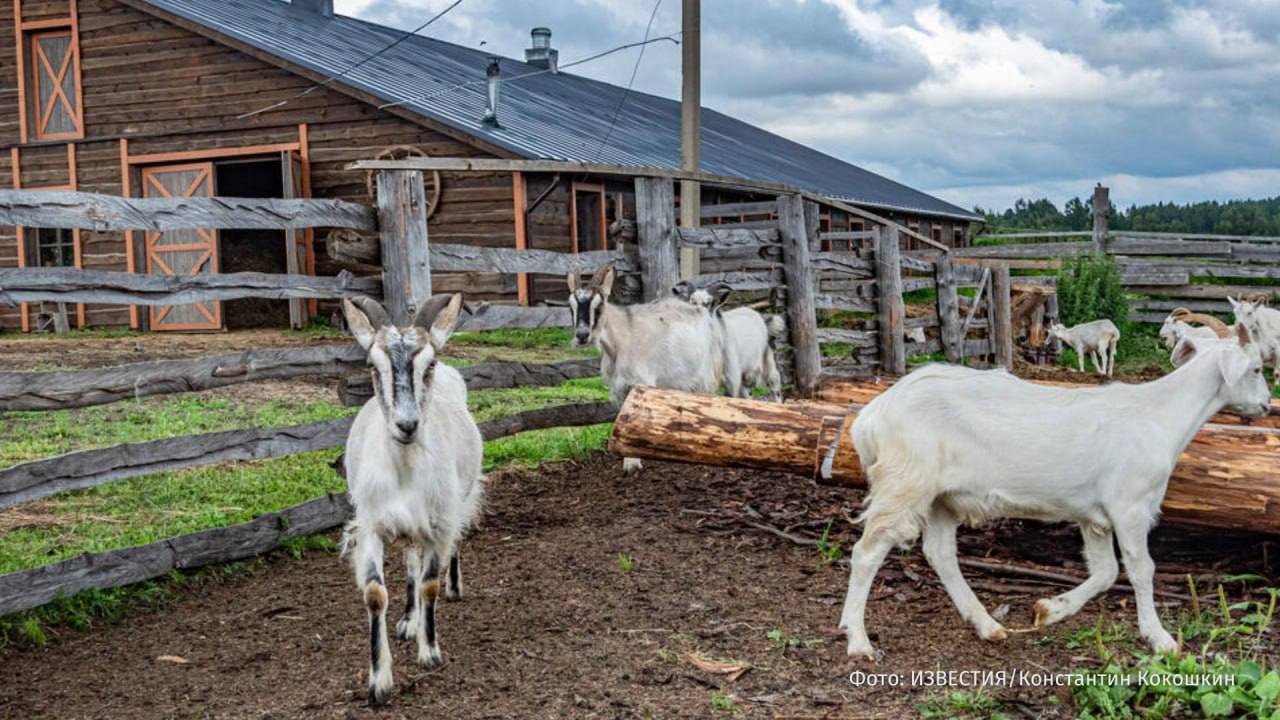 Муж убил двух коз и семерых козлят после ссоры с женой в Омской области.